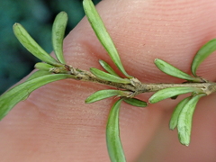 (c) Benjamin Lavin, some rights reserved (CC BY) Coprosma cuneata, photograph (c) Benjamin Lavin, some rights reserved (CC BY)