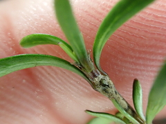 Coprosma cuneata, photograph (c) Benjamin Lavin, some rights reserved (CC BY)