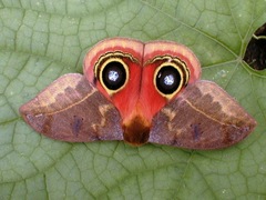 Automeris moloneyi