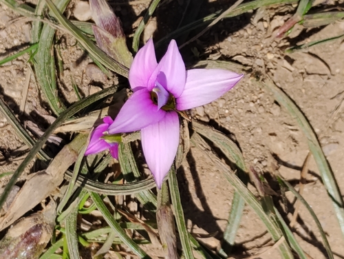 Rosy sandcrocus (Romulea rosea)