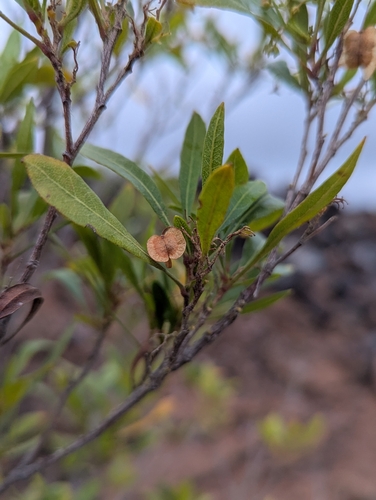 Dodonaea viscosa observed 2026-03-28