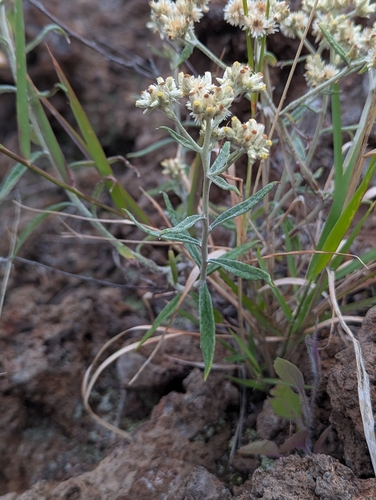 Pseudognaphalium attenuatum, 2026-03-28