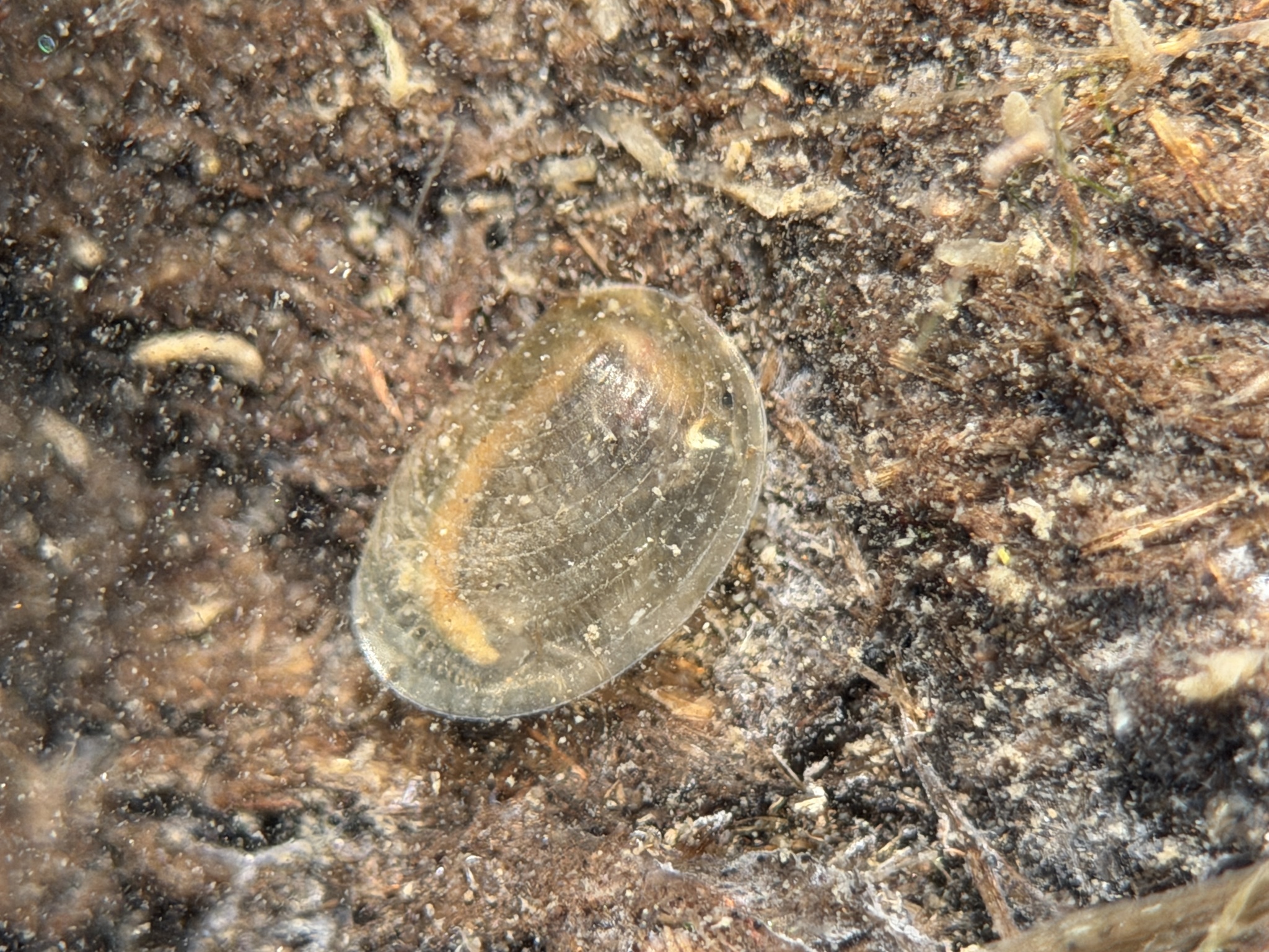 Cyzicus californicus (Packard, 1874)