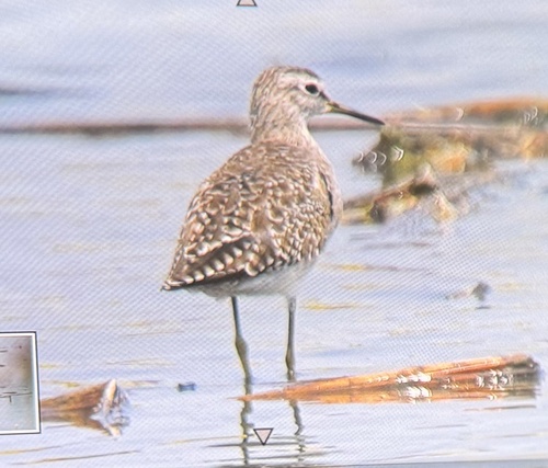 Wood Sandpiper