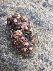 Pyura chilensis