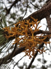 Arceuthobium globosum globosum