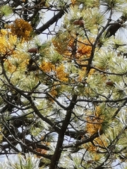 Arceuthobium globosum globosum