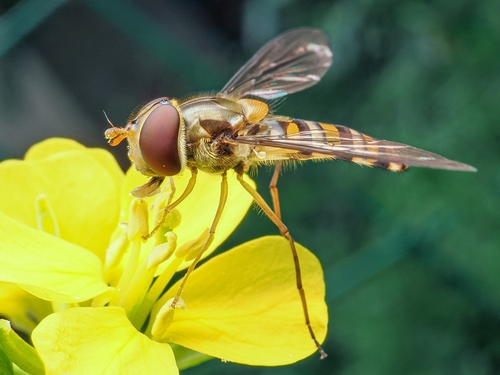 Marmalade Hover Fly