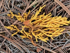 Arceuthobium globosum globosum