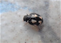 Hyperaspis festiva