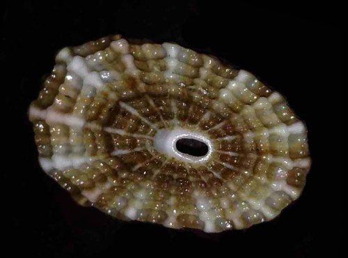 Diodora graeca