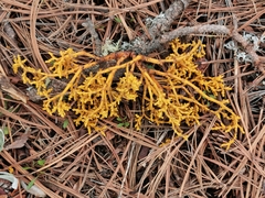 Arceuthobium globosum globosum