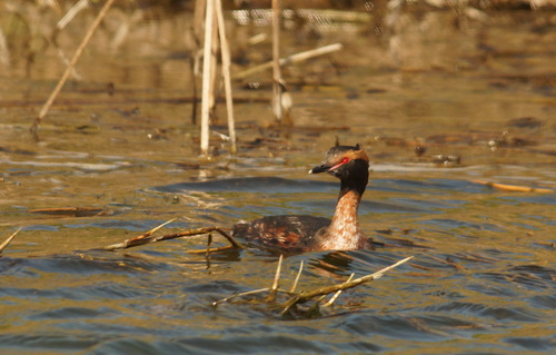 Zampullín cuellirrojo (Podiceps auritus)