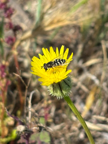 Unknown species found near Cavern Point Trail, CA, US
