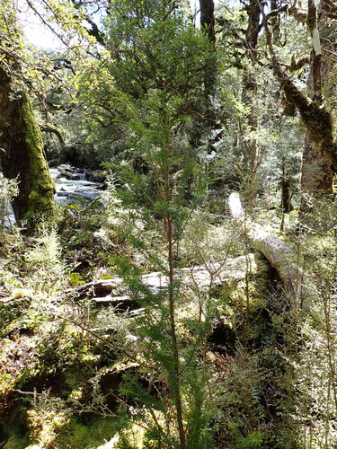 Alpine tarwood (Halocarpus biformis)