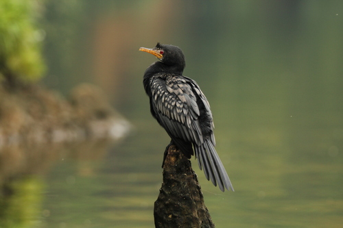 iNaturalist: (c) niff82, some rights reserved (CC BY-NC) iNaturalist image