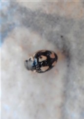 Hyperaspis festiva