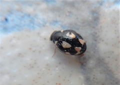 Hyperaspis festiva