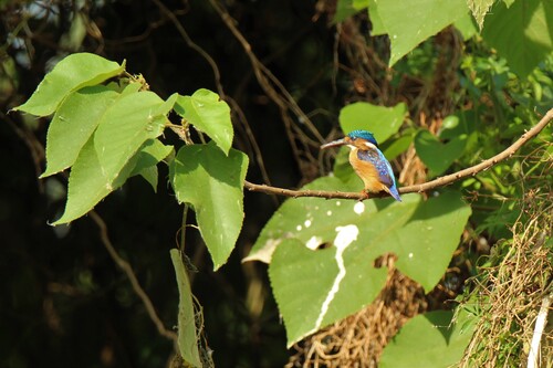 iNaturalist: (c) niff82, some rights reserved (CC BY-NC) iNaturalist image