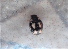 Hyperaspis festiva