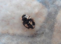 Hyperaspis festiva