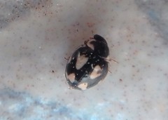 Hyperaspis festiva