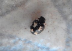 Hyperaspis festiva