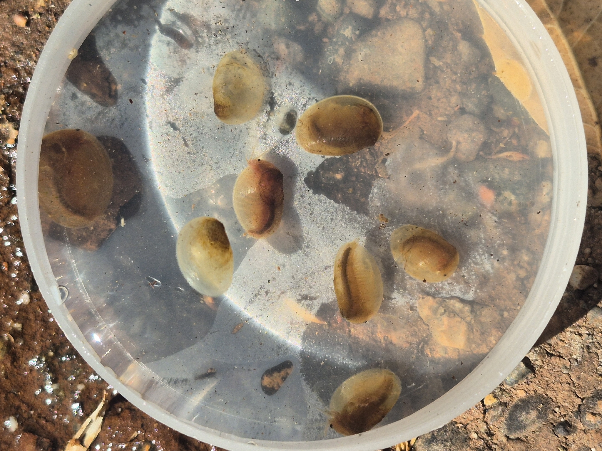 Cyzicus californicus (Packard, 1874)