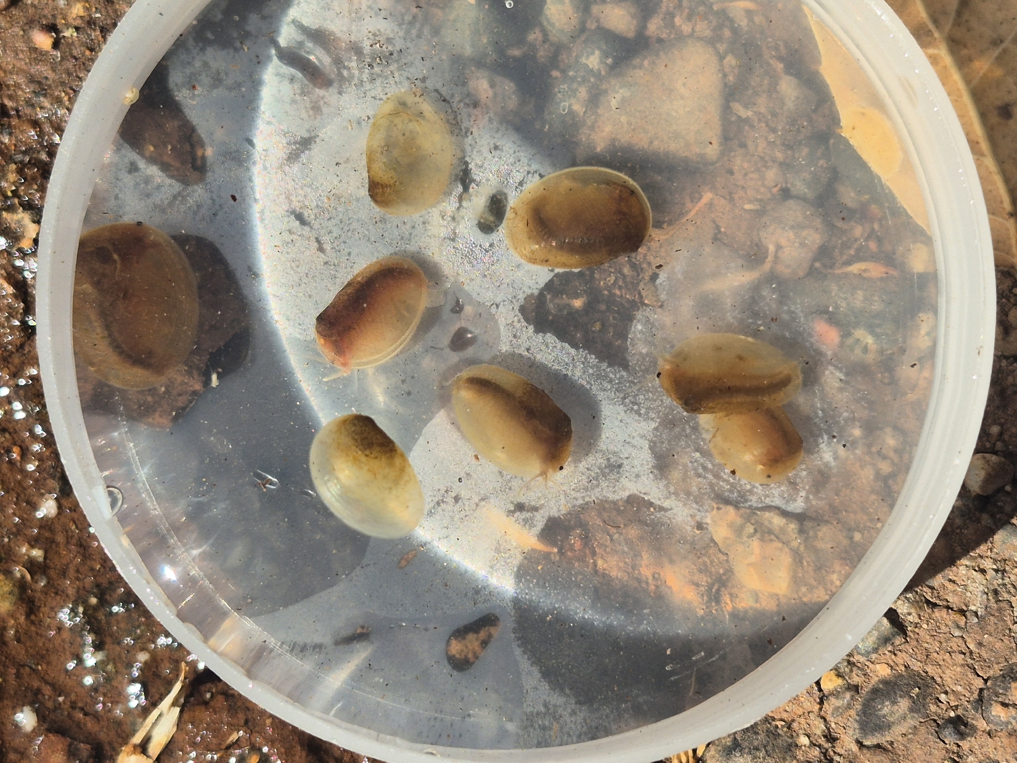 Cyzicus californicus (Packard, 1874)