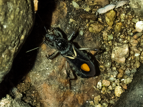Rasahus hamatus