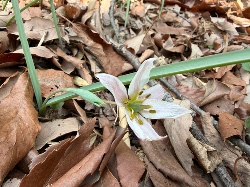 Amana edulis, photograph 3