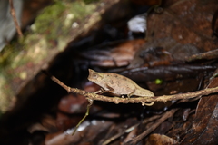 Brookesia