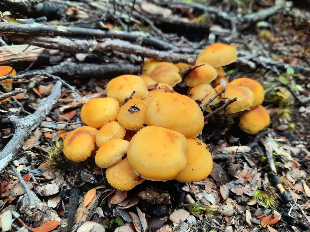 Hypholoma australianum · March 2026 · photo: © kirstenbarkla (iNaturalist, cc0)
