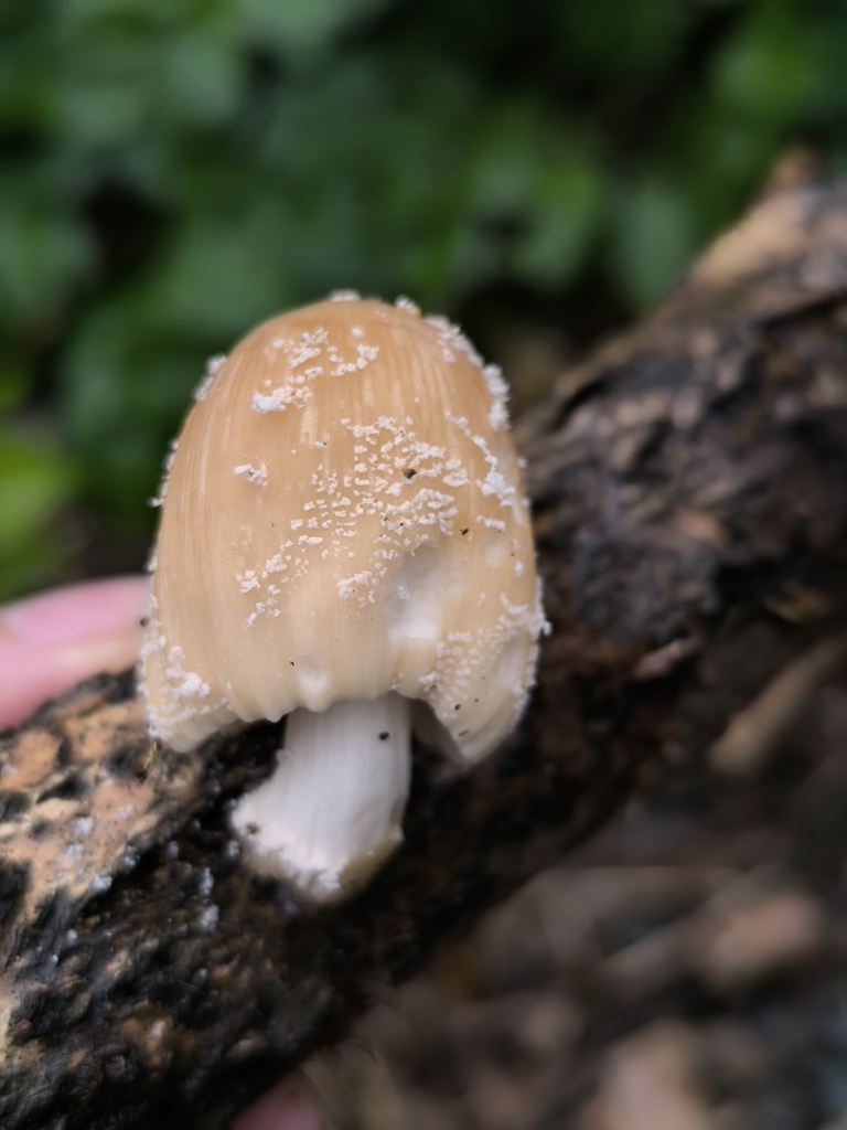 Coprinellus domesticus · March 2026 · photo: © meaglinumut (iNaturalist, cc-by)