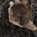 Koca Dalgatopu Mantarı (Geopora sumneriana)