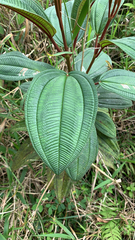 Miconia sintenisii