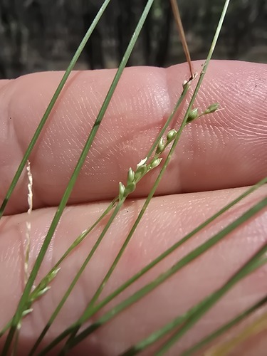 Setaria brownii observed 2026-03-25
