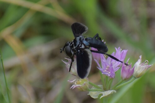 Unknown species found near McLennan County, TX, USA