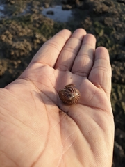 Paratectonatica tigrina