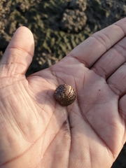 Paratectonatica tigrina