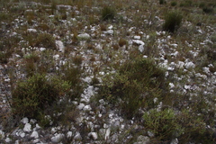 Cullumia reticulata
