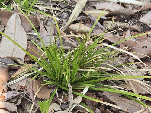 Lanceolate sedge (Carex lanceolata)