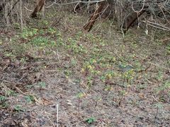 Gymnospermium altaicum