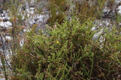 Cullumia reticulata