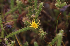 Cullumia reticulata