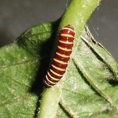 Methona themisto