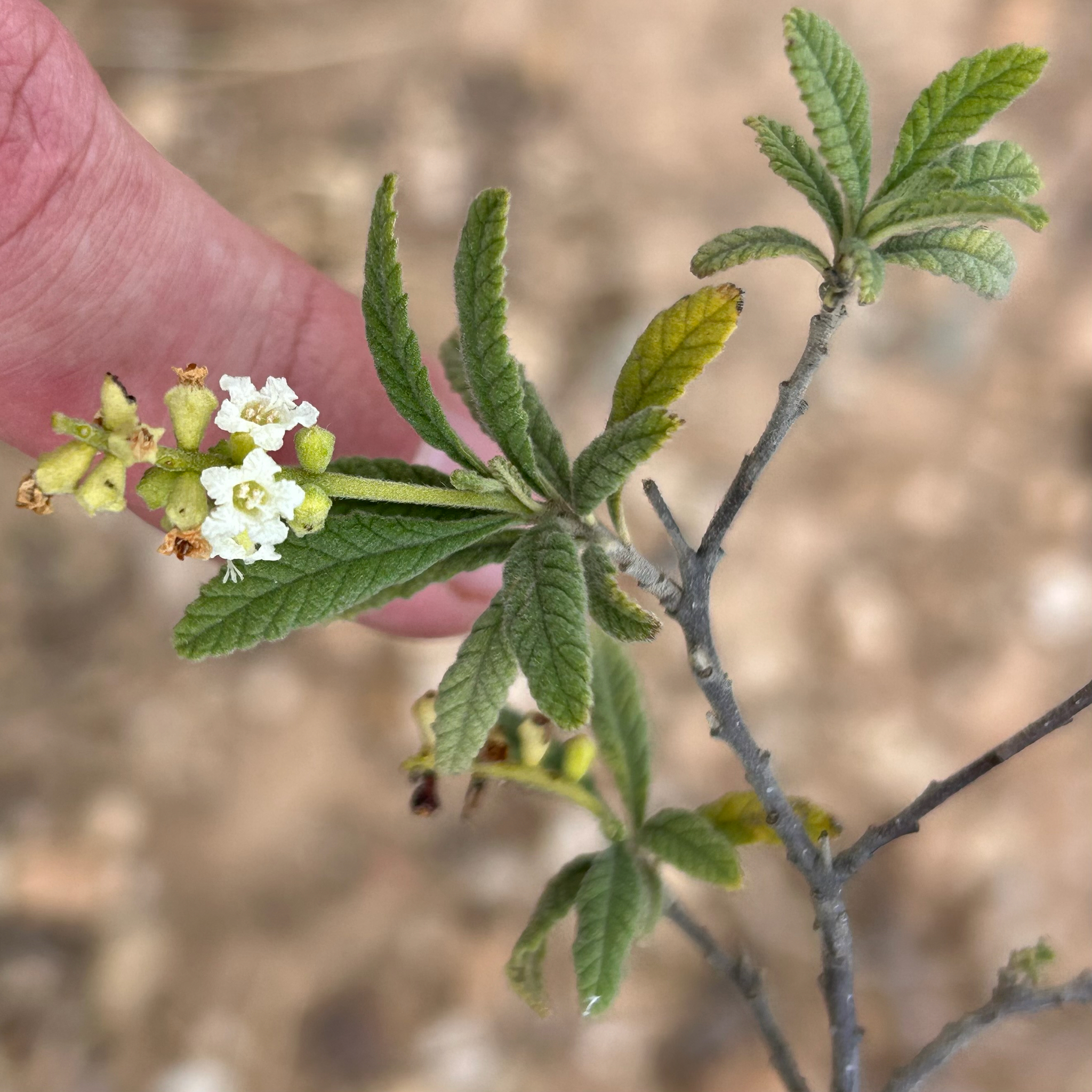 Black-Sage (Varronia curassavica)