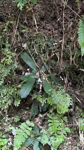 Staurogyne concinnula, photograph 6