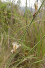 Chlorophytum rigidum