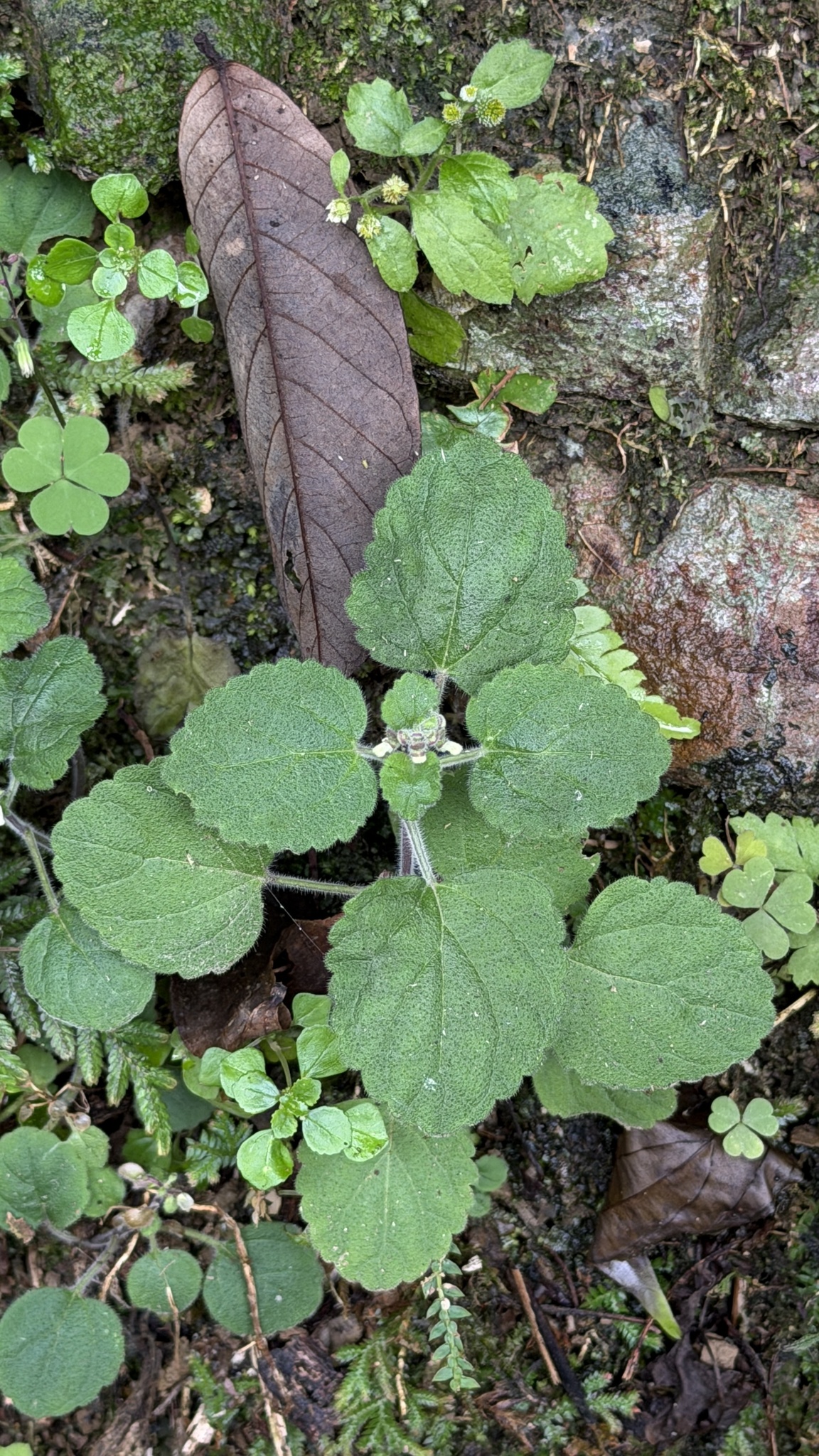 Scutellaria Indica (Scutellaria indica)